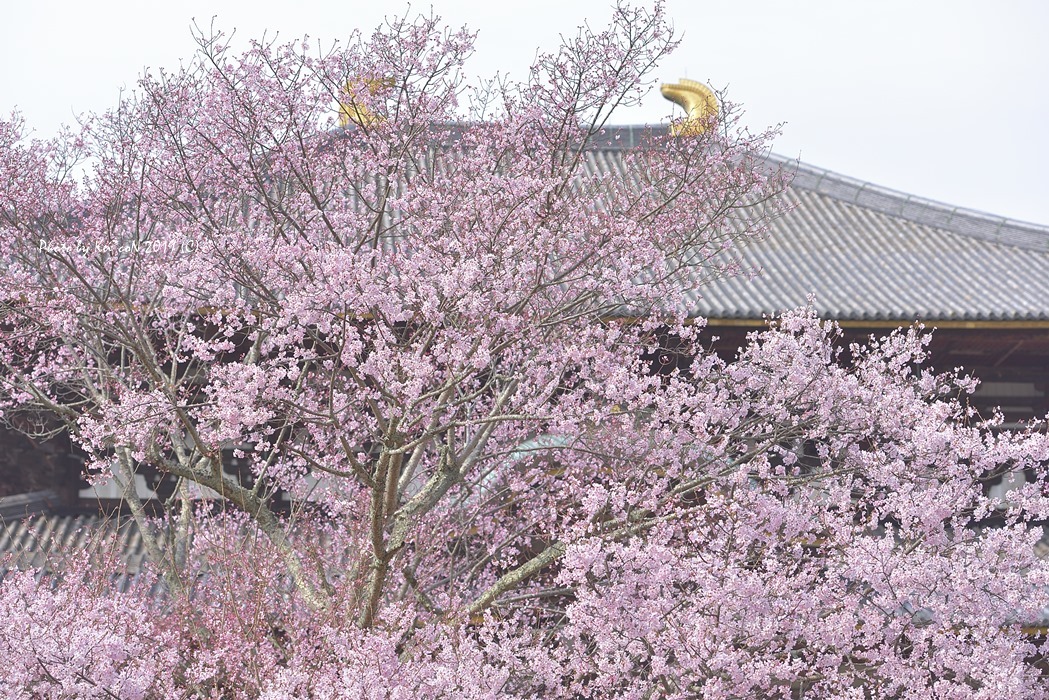 桜　大仏殿　@ 2019 桜-4_a0212036_13292230.jpg