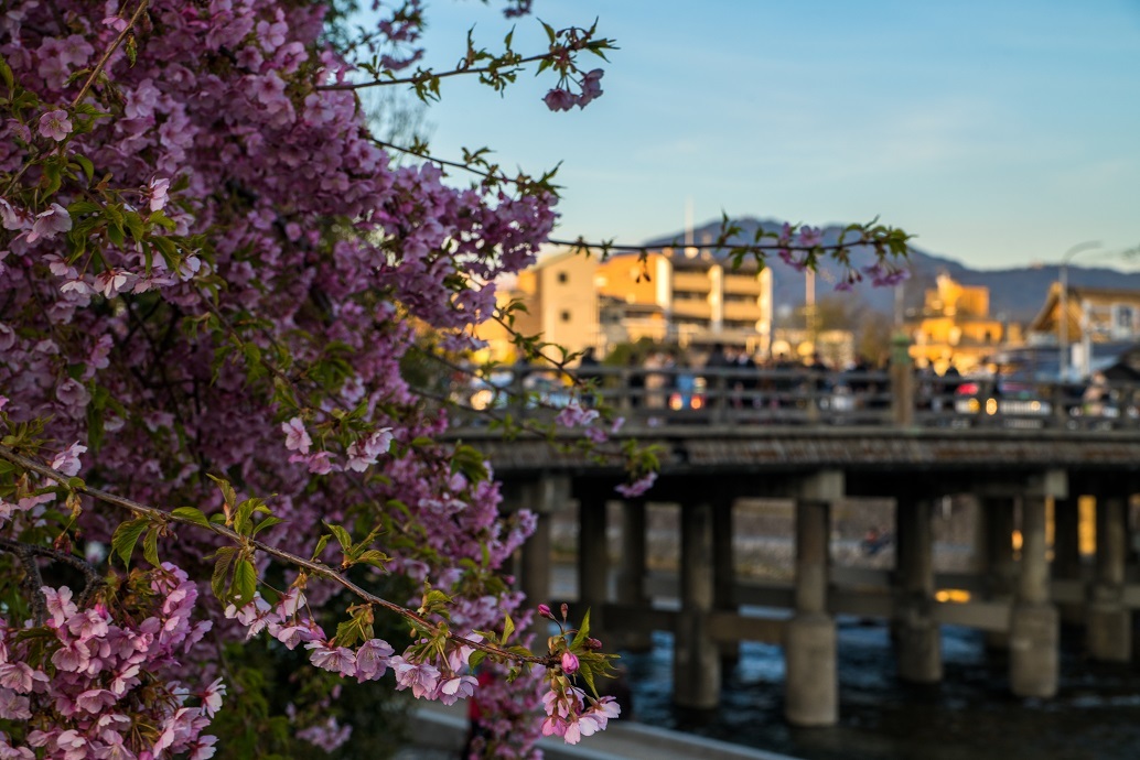2019京都桜~三条大橋の河津桜_e0363038_14361528.jpg