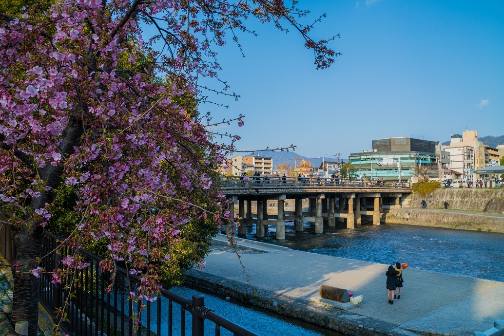 2019京都桜~三条大橋の河津桜_e0363038_14365314.jpg