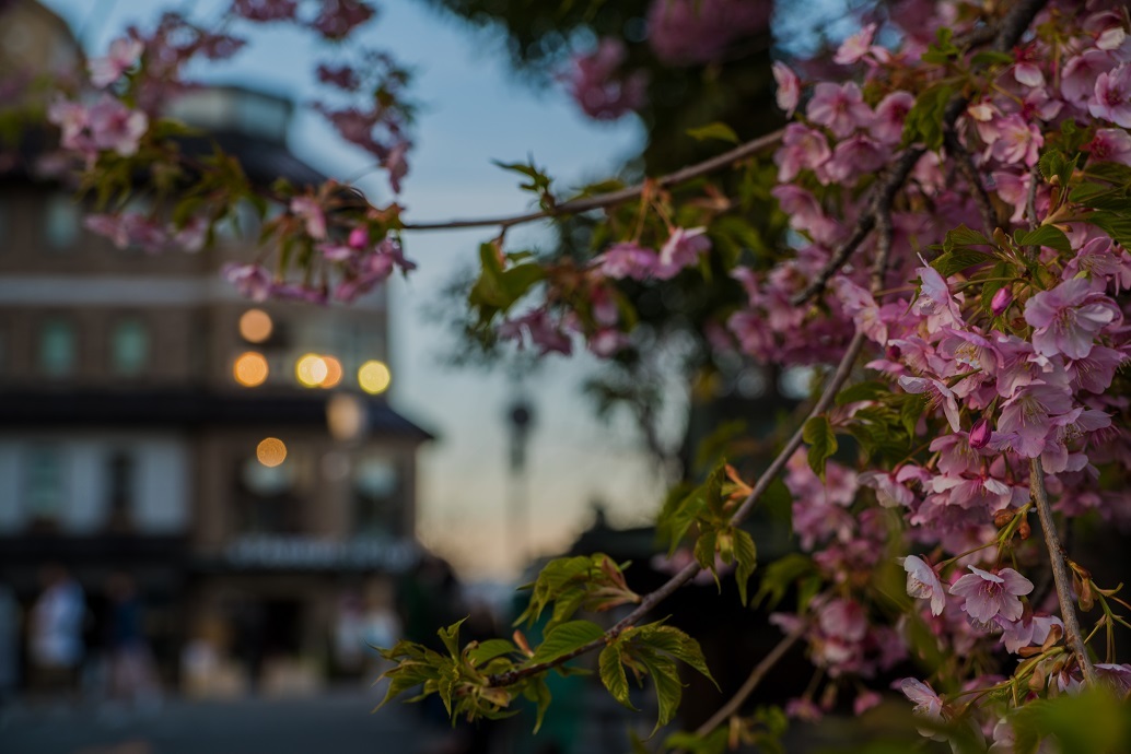2019京都桜~三条大橋の河津桜_e0363038_14392176.jpg