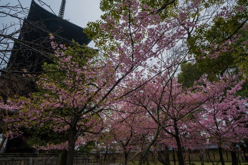 2019京都桜～東寺の河津桜_e0363038_15494087.jpg