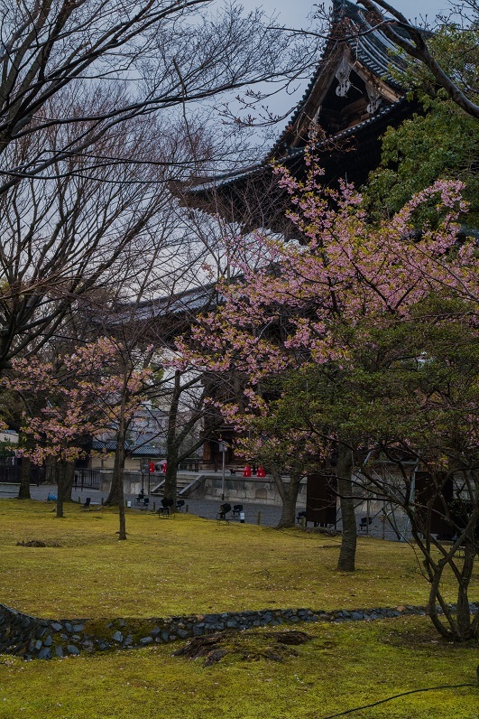 2019京都桜～東寺の河津桜_e0363038_15554995.jpg