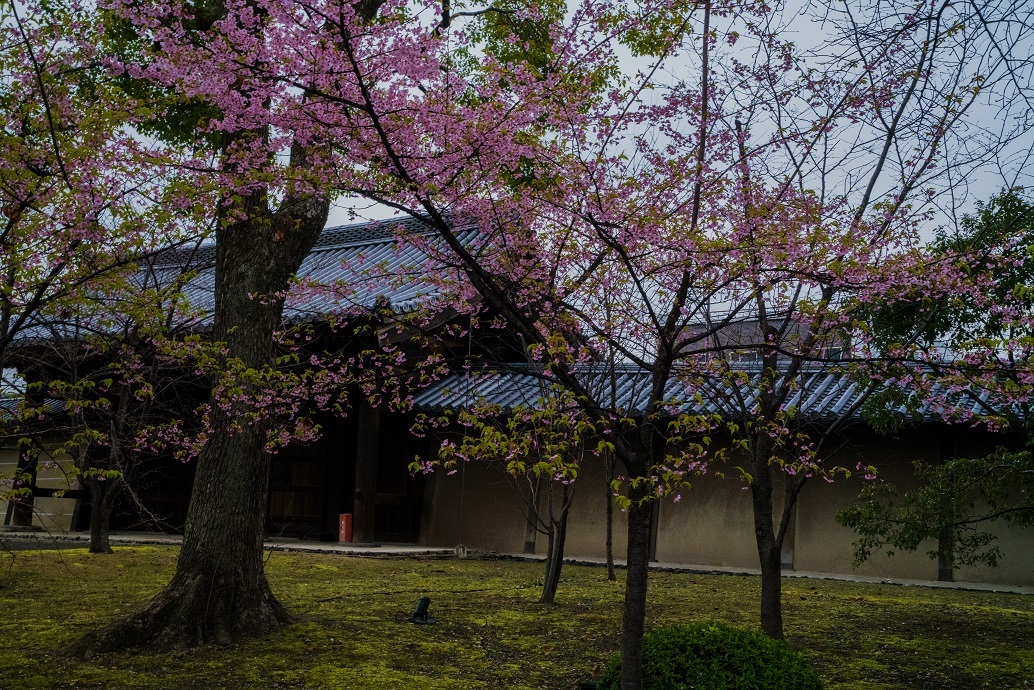 2019京都桜～東寺の河津桜_e0363038_15571217.jpg