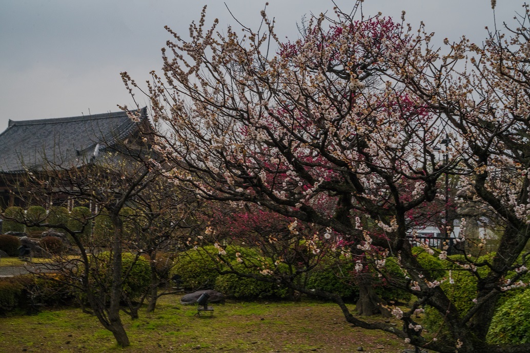 2019京都桜～東寺の河津桜_e0363038_16002295.jpg