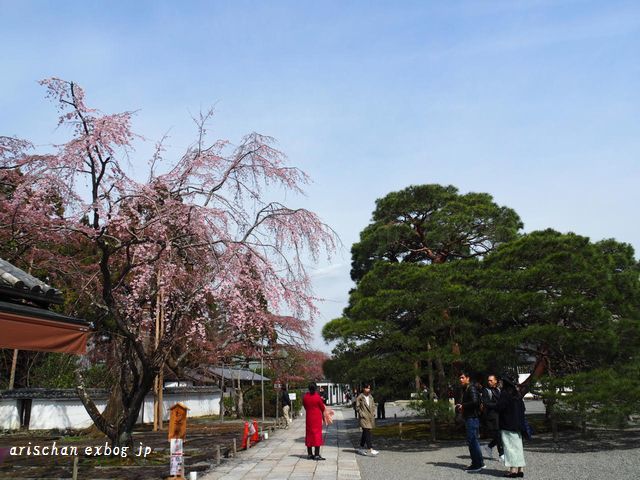 醍醐寺三宝院の桜咲き始めと台風被害＠京都の春２０１９_f0295238_12124252.jpg