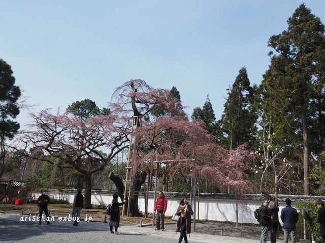 醍醐寺三宝院の桜咲き始めと台風被害＠京都の春２０１９_f0295238_12142325.jpg