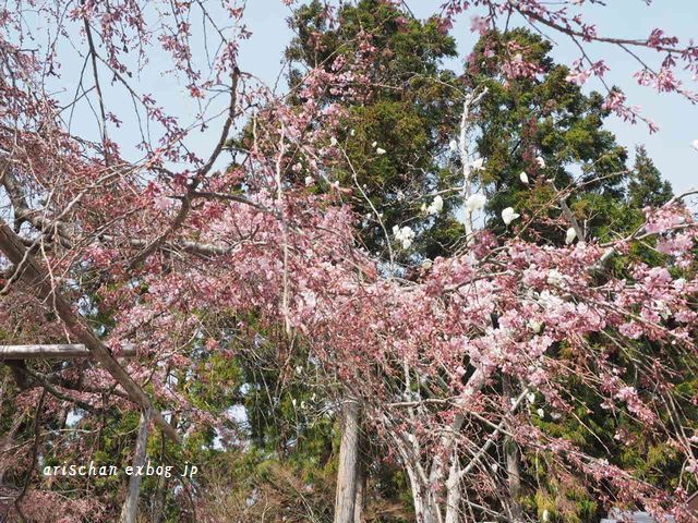 醍醐寺三宝院の桜咲き始めと台風被害＠京都の春２０１９_f0295238_12173011.jpg
