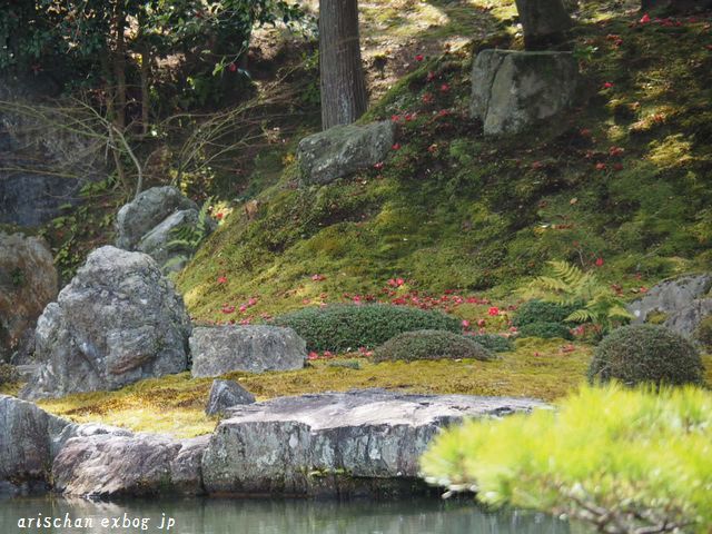 醍醐寺三宝院の桜咲き始めと台風被害＠京都の春２０１９_f0295238_12225756.jpg
