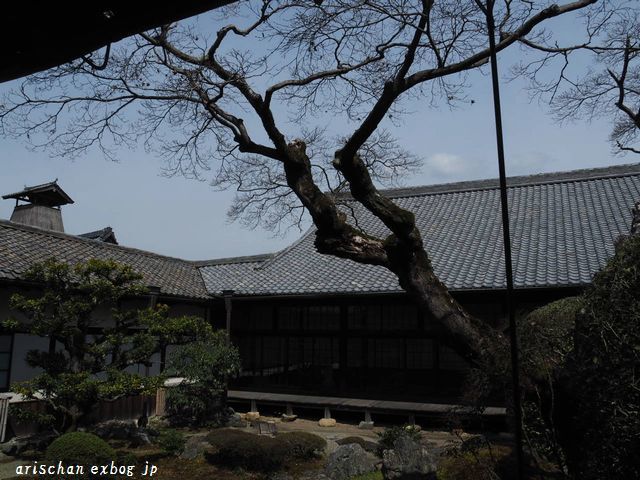 醍醐寺三宝院の桜咲き始めと台風被害＠京都の春２０１９_f0295238_12235554.jpg
