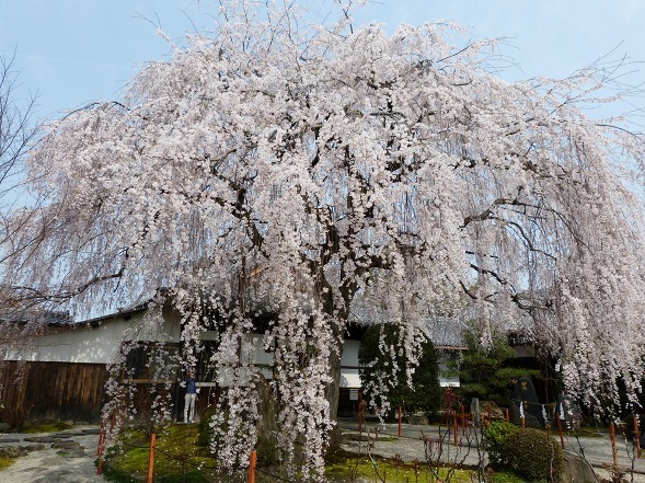 本満寺の枝垂れ桜_b0299042_10292033.jpg