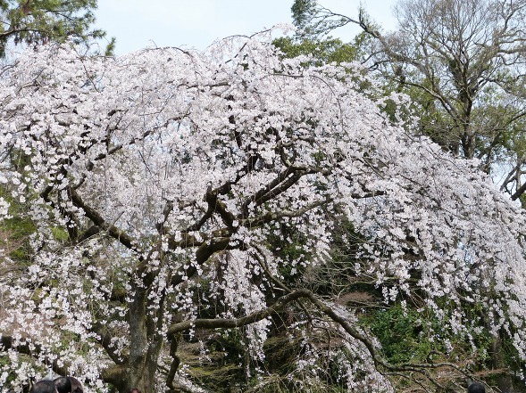 京都御苑の近衛邸跡の枝垂れ桜_b0299042_11224337.jpg