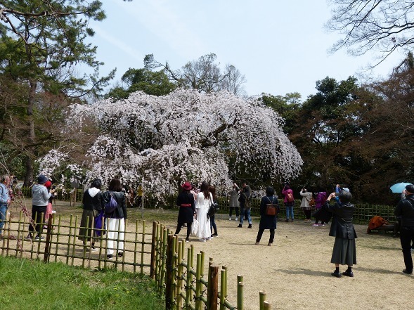 京都御苑の近衛邸跡の枝垂れ桜_b0299042_11224701.jpg