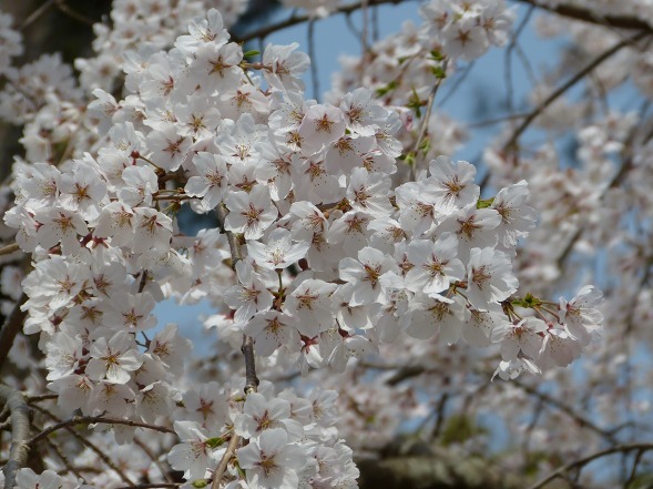 京都御苑の近衛邸跡の枝垂れ桜_b0299042_11230042.jpg