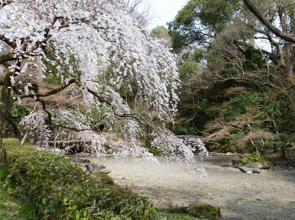 京都御苑の近衛邸跡の枝垂れ桜_b0299042_11230812.jpg