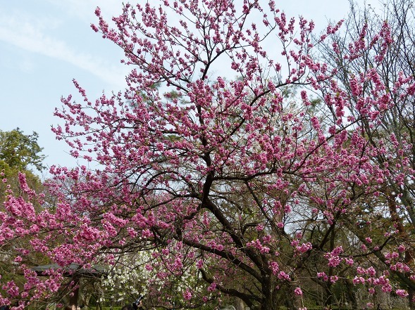 京都御苑の近衛邸跡の枝垂れ桜_b0299042_11232342.jpg