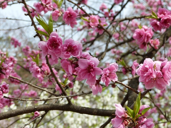 京都御苑の近衛邸跡の枝垂れ桜_b0299042_11232706.jpg