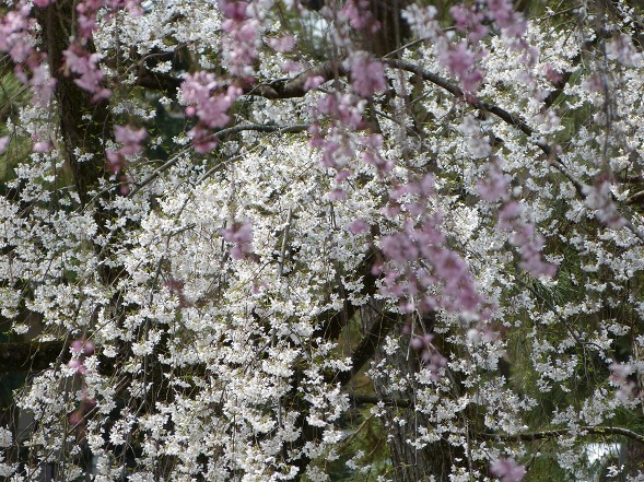 京都御苑の近衛邸跡の枝垂れ桜_b0299042_11233179.jpg