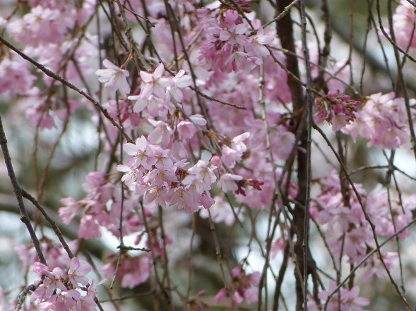 京都御苑の近衛邸跡の枝垂れ桜_b0299042_11233650.jpg