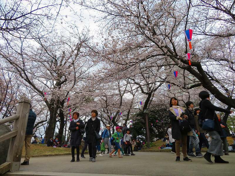 飛鳥山公園「満開の桜」（東京王子）20190328_e0237645_18465583.jpg