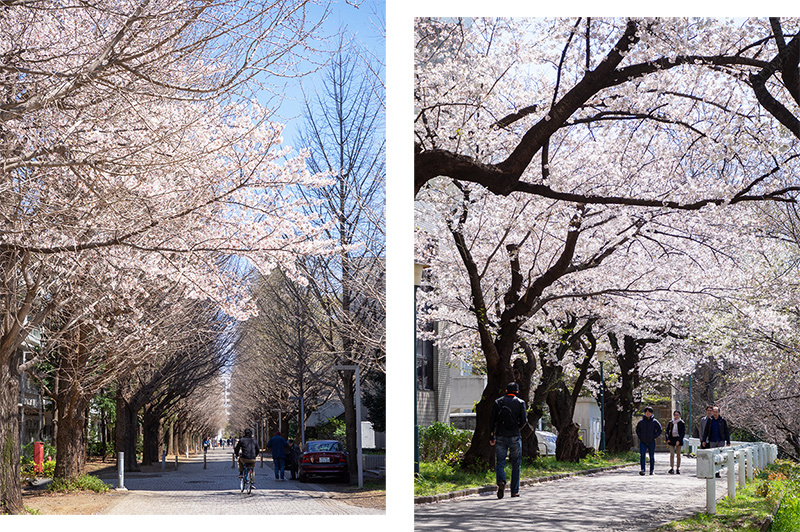 Hello from Tokyo 96　東京大学駒場地区キャンパスの桜_a0003650_23440038.jpg