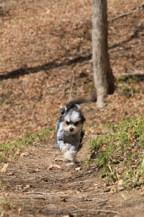 c0145250_08471339.gif