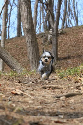 c0145250_08472233.gif