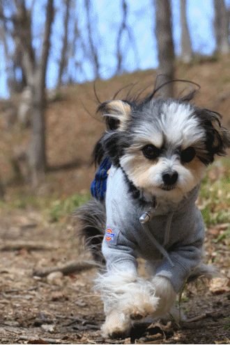 c0145250_08473040.gif