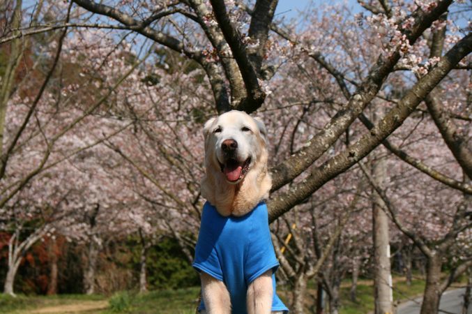 えびすと桜と子供たち_e0364854_17093982.jpg