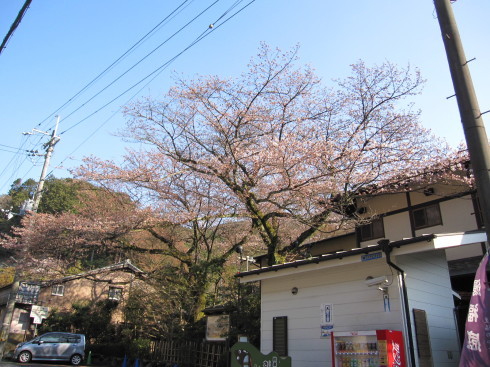 2019年4月4日　桜実況中継_c0078659_18311270.jpg