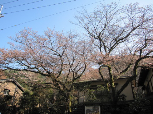 2019年4月4日　桜実況中継_c0078659_18402668.jpg