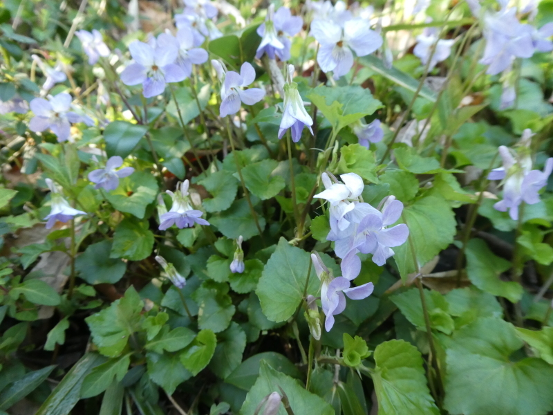 ササユリ発芽調査・・・うみべの森_c0108460_17091708.jpg