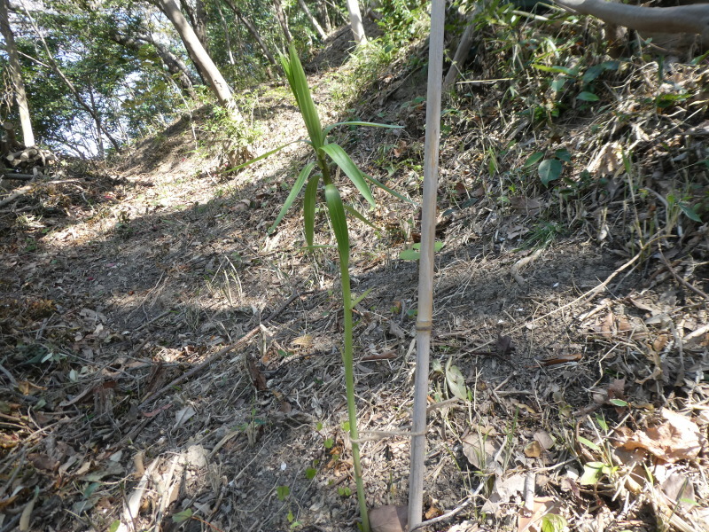 ササユリ発芽調査・・・うみべの森_c0108460_17122663.jpg