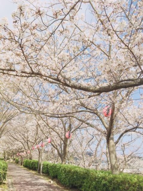 ✿✿さくら✿✿_d0166862_13524736.jpeg