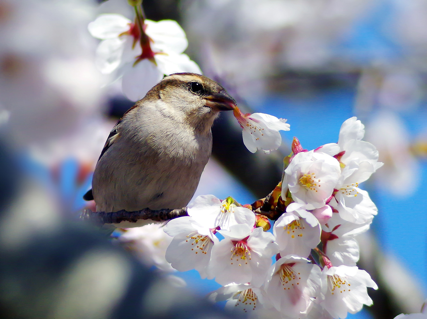 密を吸うニュウナイスズメ_f0215767_16485665.jpg