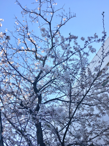 2019.04.04_a0145471_07533787.jpg