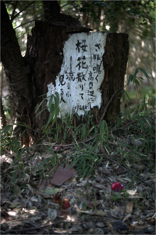 782.00 ホロゴン外傅259（2019年4月4日久しぶりライカM9が神社道森林浴に出かけた）_c0168172_21491920.jpg