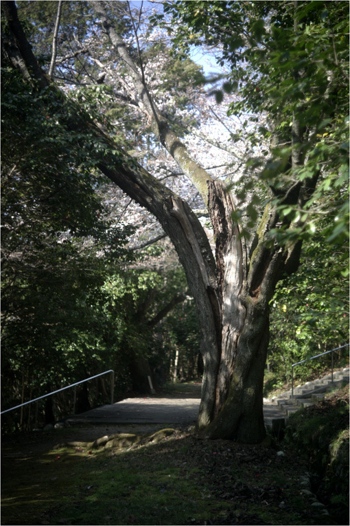 782.00 ホロゴン外傅259（2019年4月4日久しぶりライカM9が神社道森林浴に出かけた）_c0168172_21500187.jpg