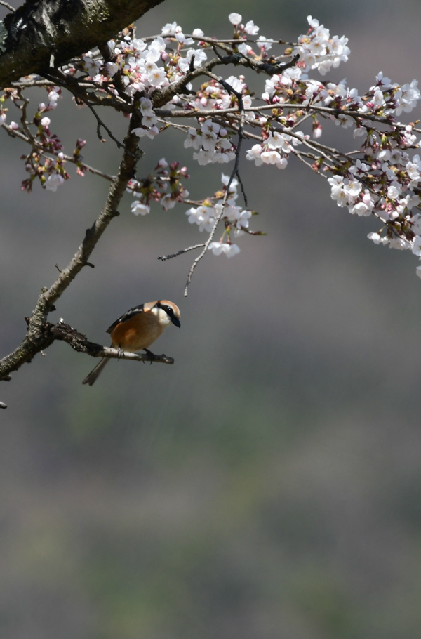桜にモズ_f0053272_21540751.jpg