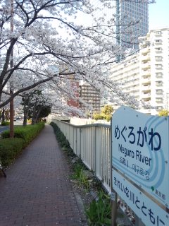 目黒川の桜_f0112873_0401515.jpg