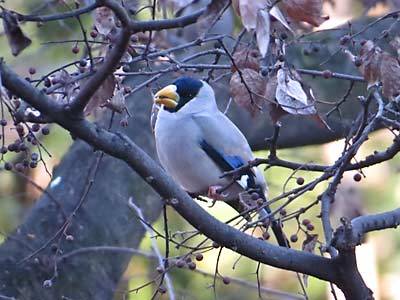 名城公園周辺の鳥たち１月～３月編_f0160773_10471005.jpg