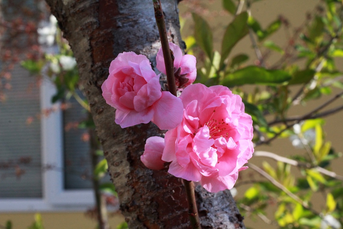 花桃&利休梅_a0107574_07212694.jpg