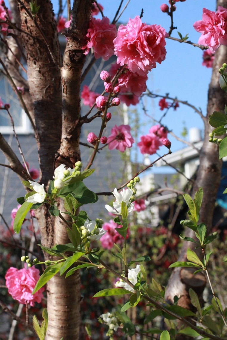 花桃&利休梅_a0107574_07400448.jpg