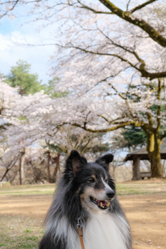 ヴェゼルがやって来た♪_e0339076_22181445.jpg