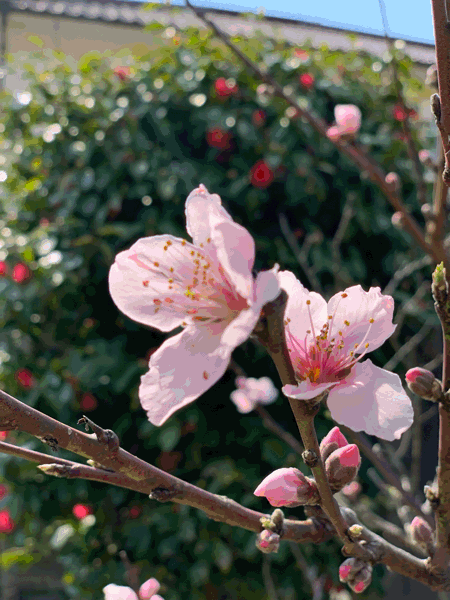 c0209081_15393729.gif