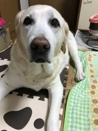 f0315081_22125022.jpeg