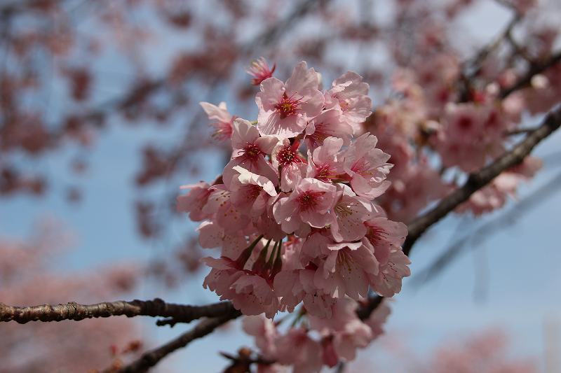 坂戸の安行桜（3月22日）_d0381582_16090293.jpg