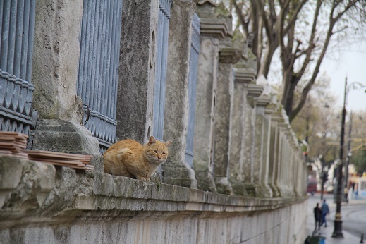 Kedi seyahat　イスタンブールの旅　4_e0061785_21405998.jpg