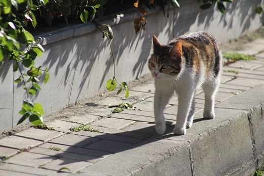 Kedi seyahat　イスタンブールの旅　4_e0061785_21411025.jpg