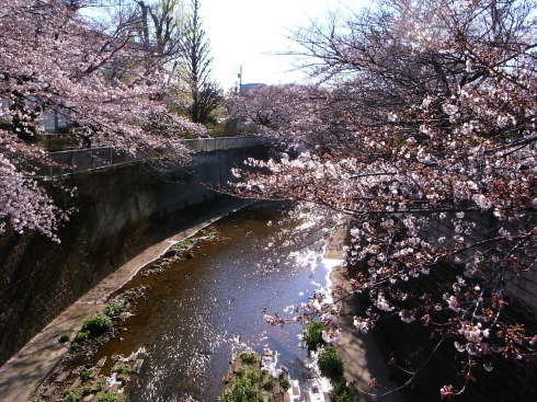 桜散歩＠石神井公園2019_d0122797_16240825.jpg