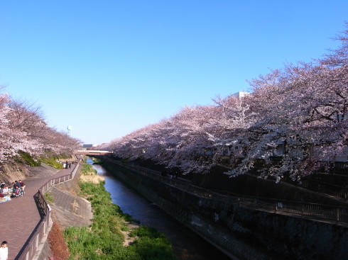 桜散歩@石神井公園2019_d0122797_16255076.jpg